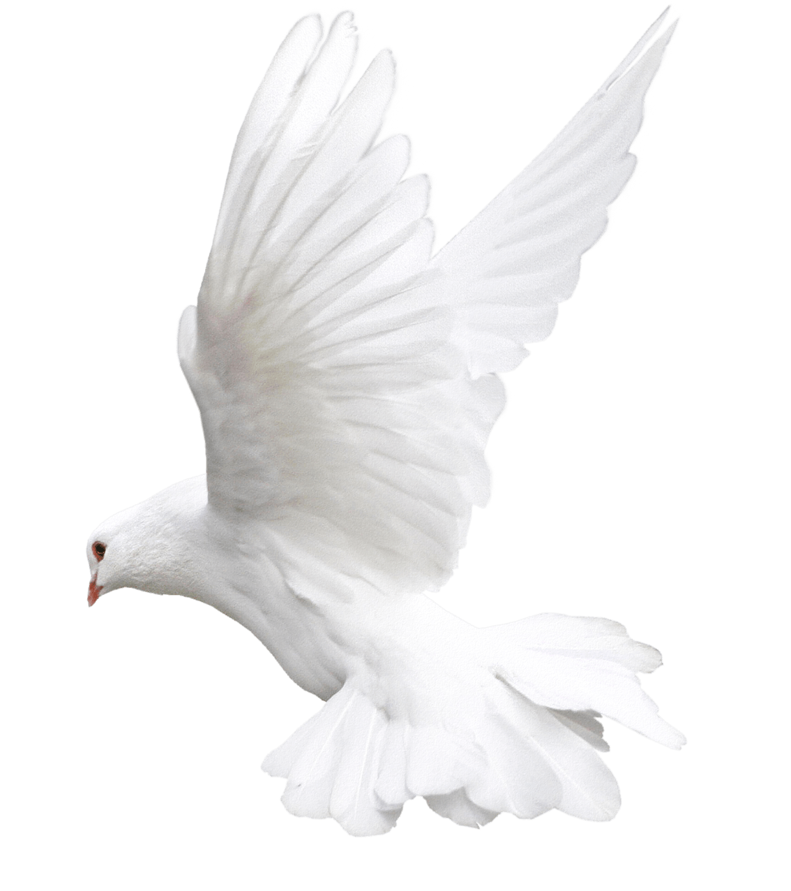 Columbidae White Pigeon Transparent PNG Image