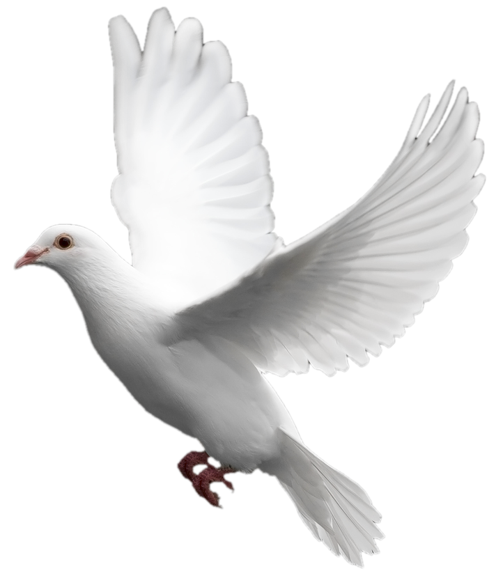 Columbidae White Pigeon Transparent PNG Image