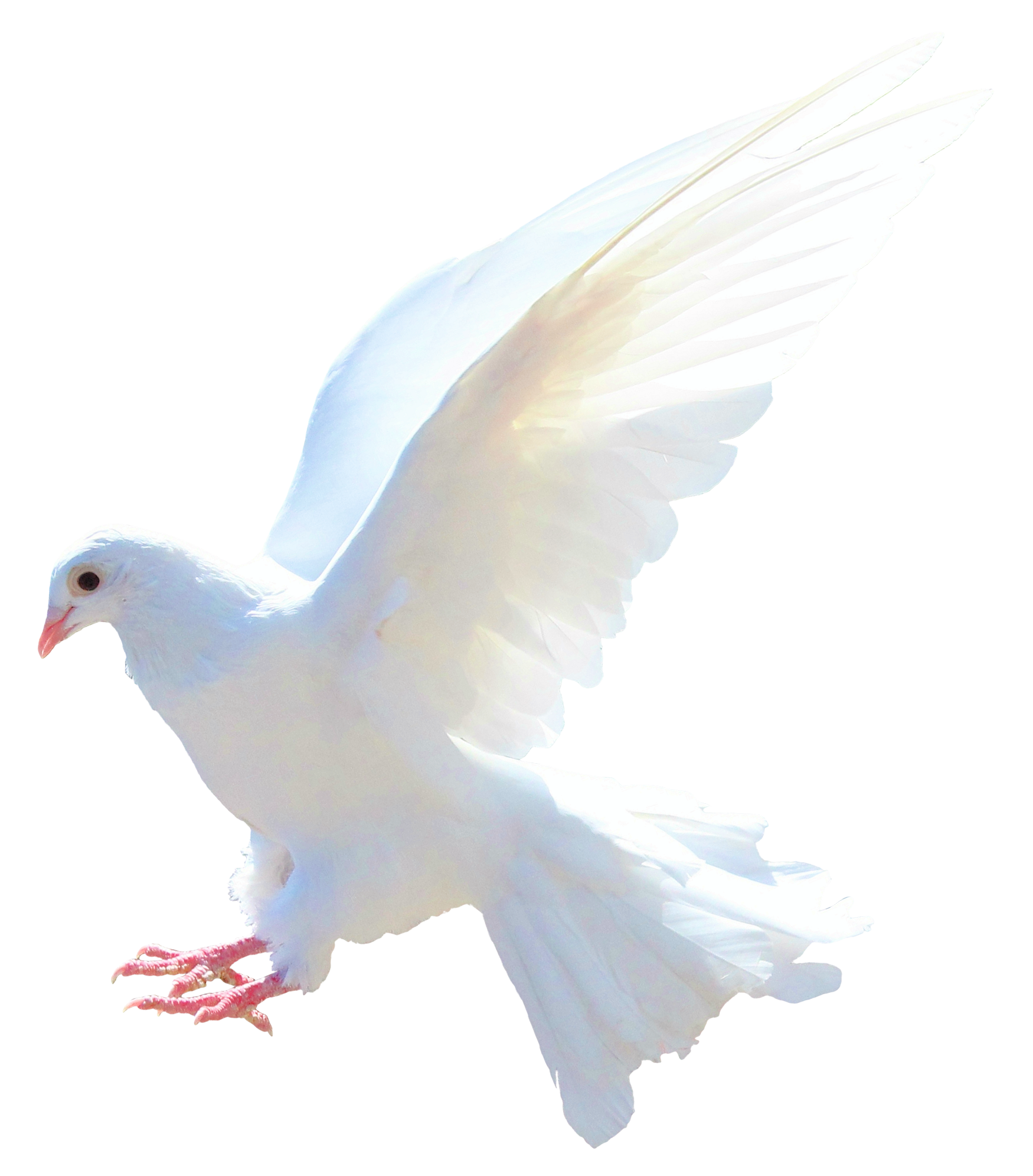 Columbidae White Pigeon Transparent PNG Image