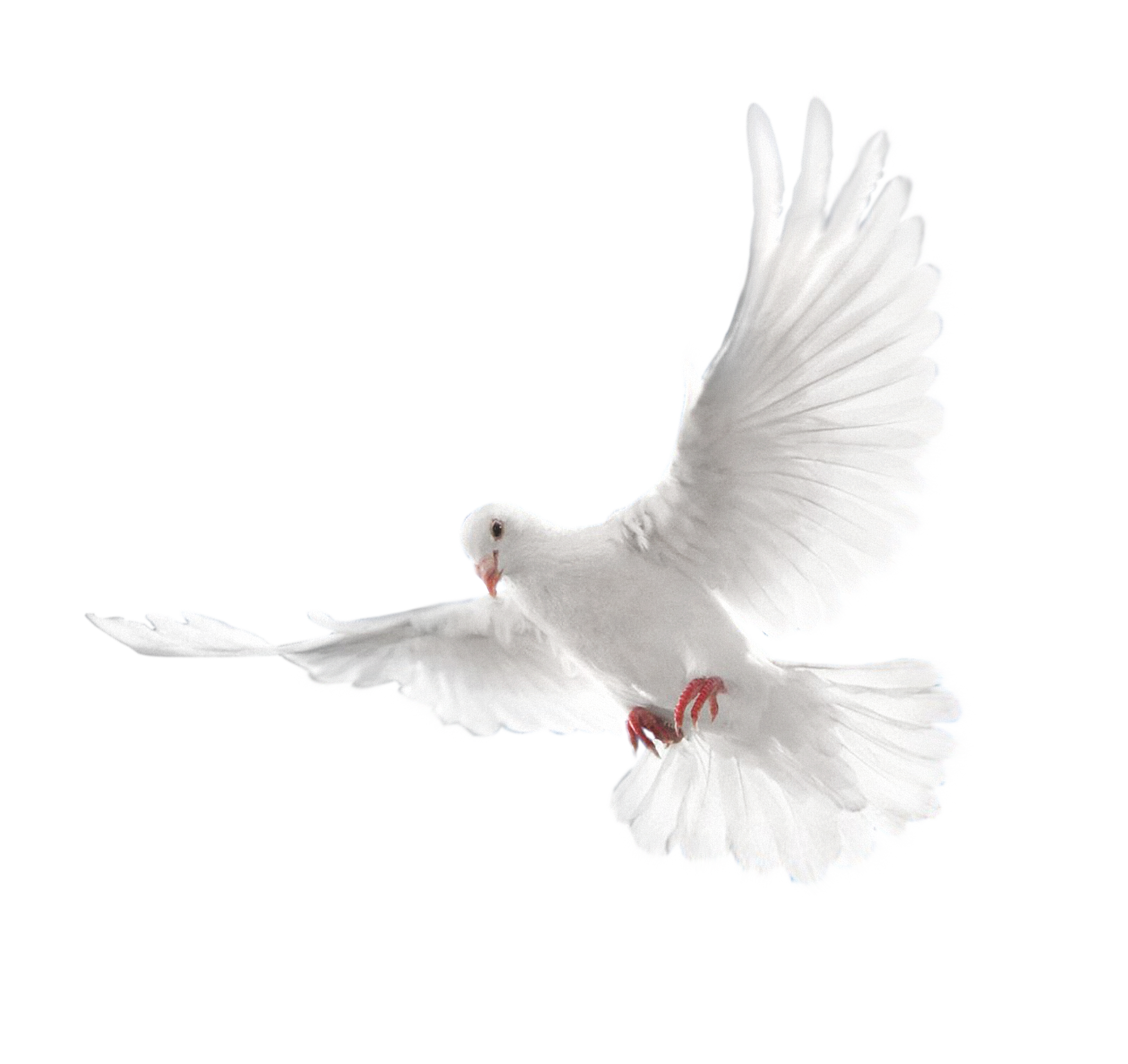 Flying Pigeon Peace Transparent PNG Image