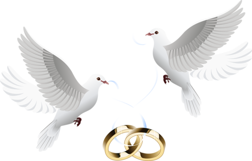 Pic Flying Pigeon Peace Transparent PNG Image