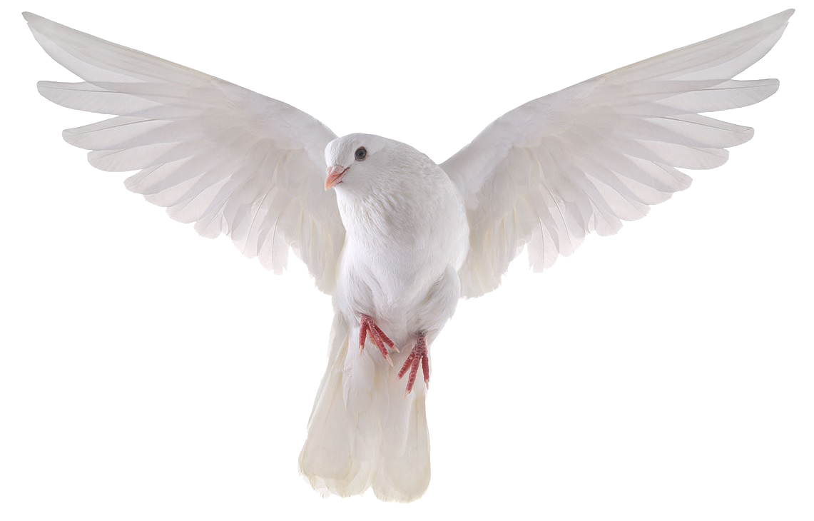 Flying Pigeon Peace Transparent PNG Image