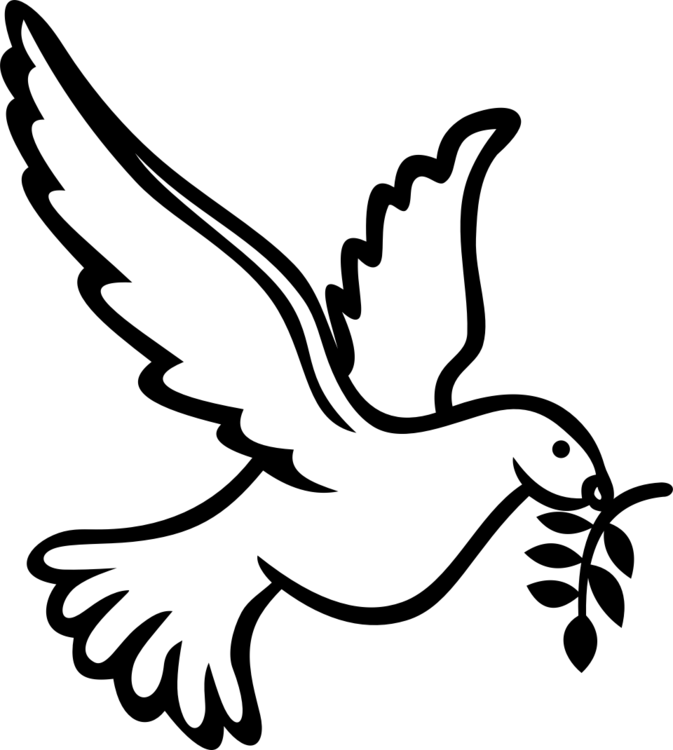 Peace Pigeon Transparent PNG Image