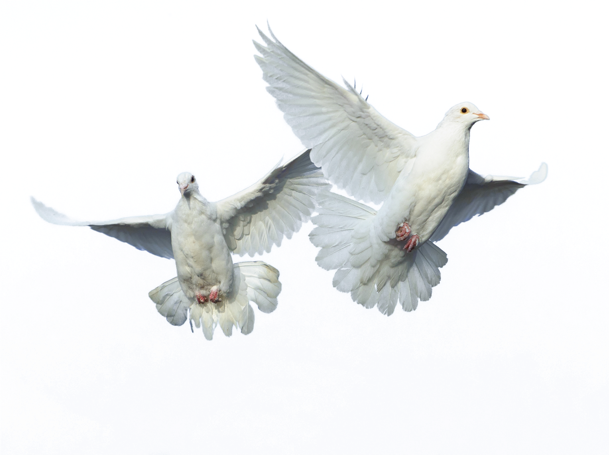 Peace Pigeon Transparent PNG Image