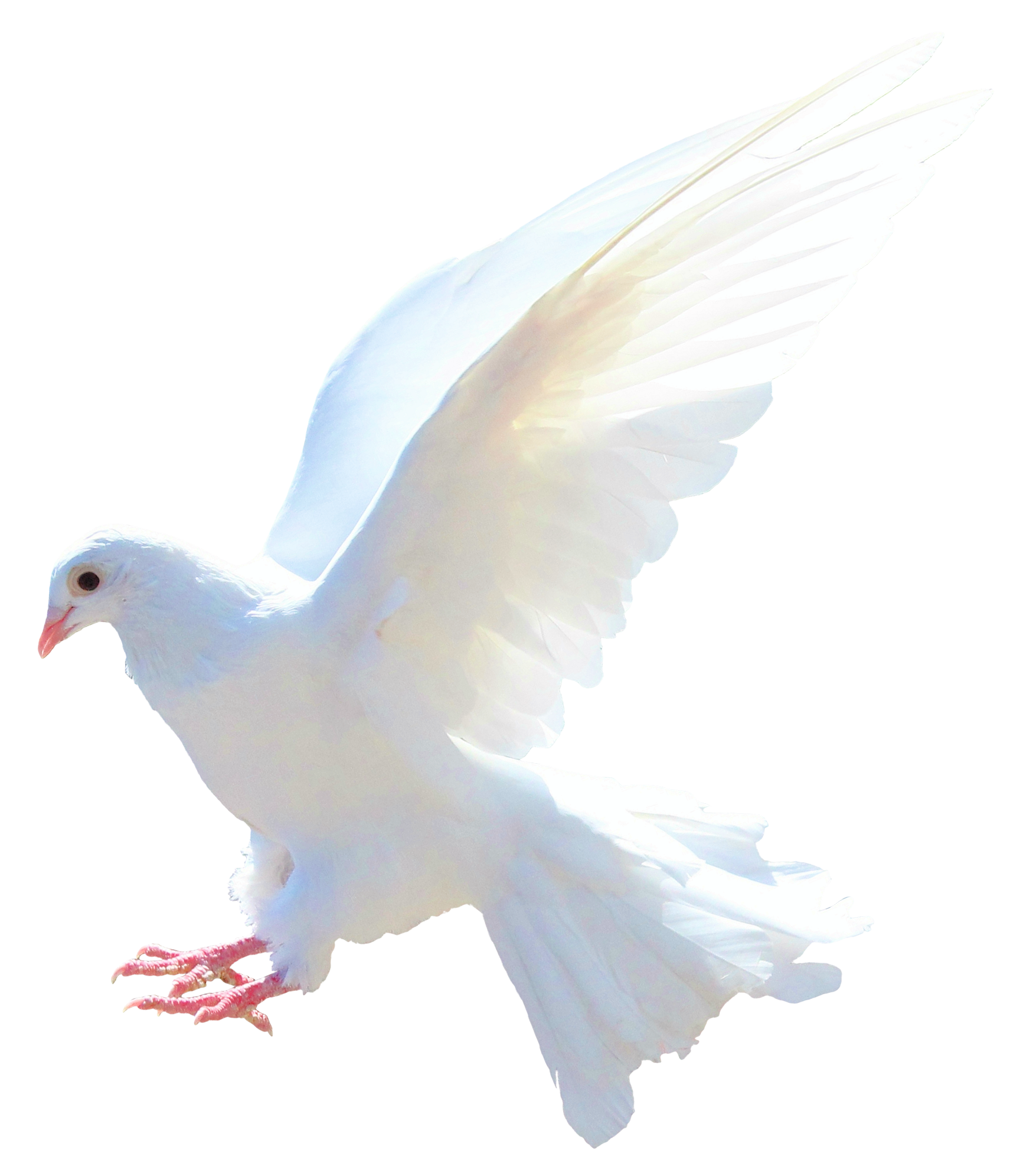 White Peace Pigeon Transparent PNG Image