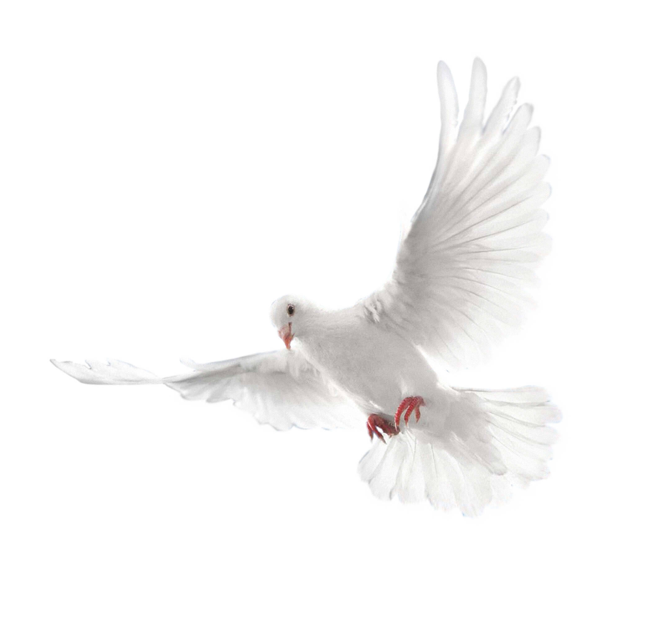 White Peace Pigeon Transparent PNG Image