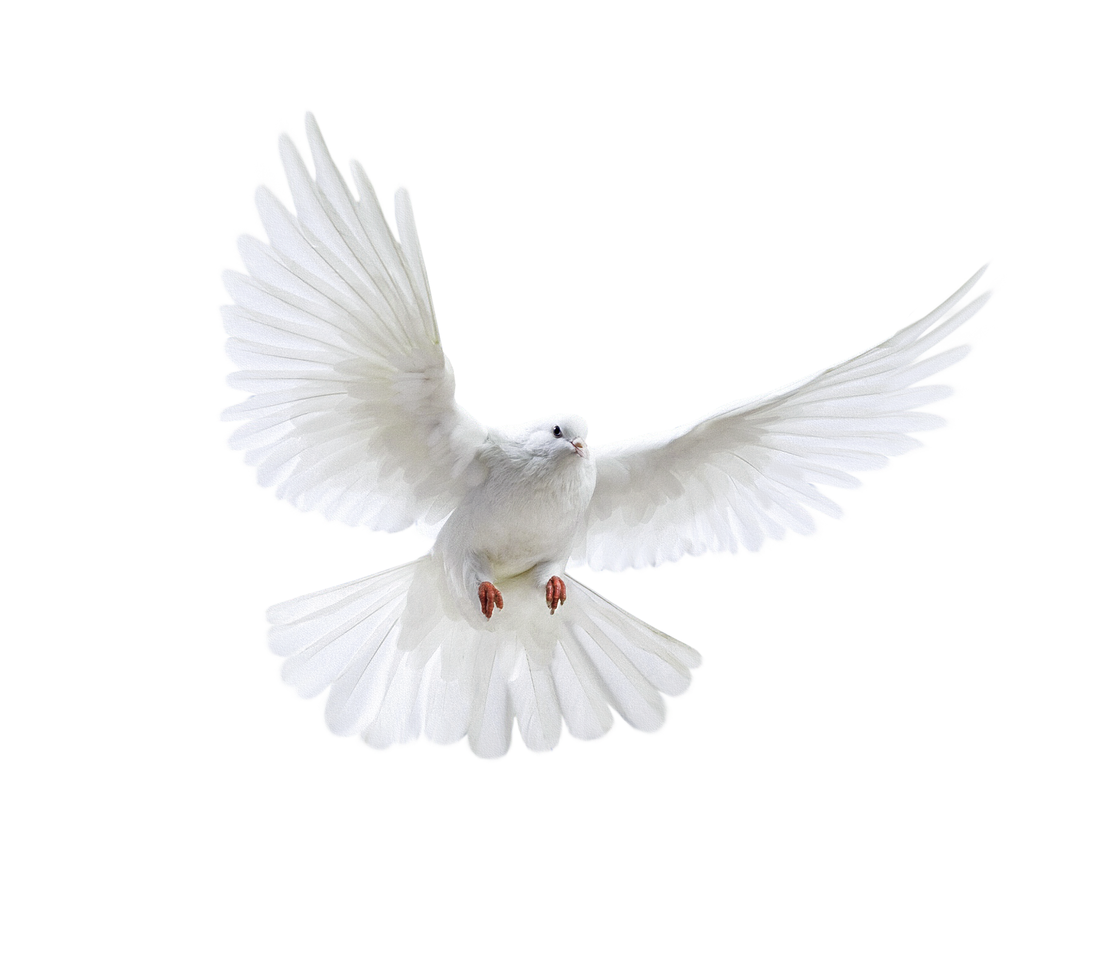 White Peace Pigeon Transparent PNG Image