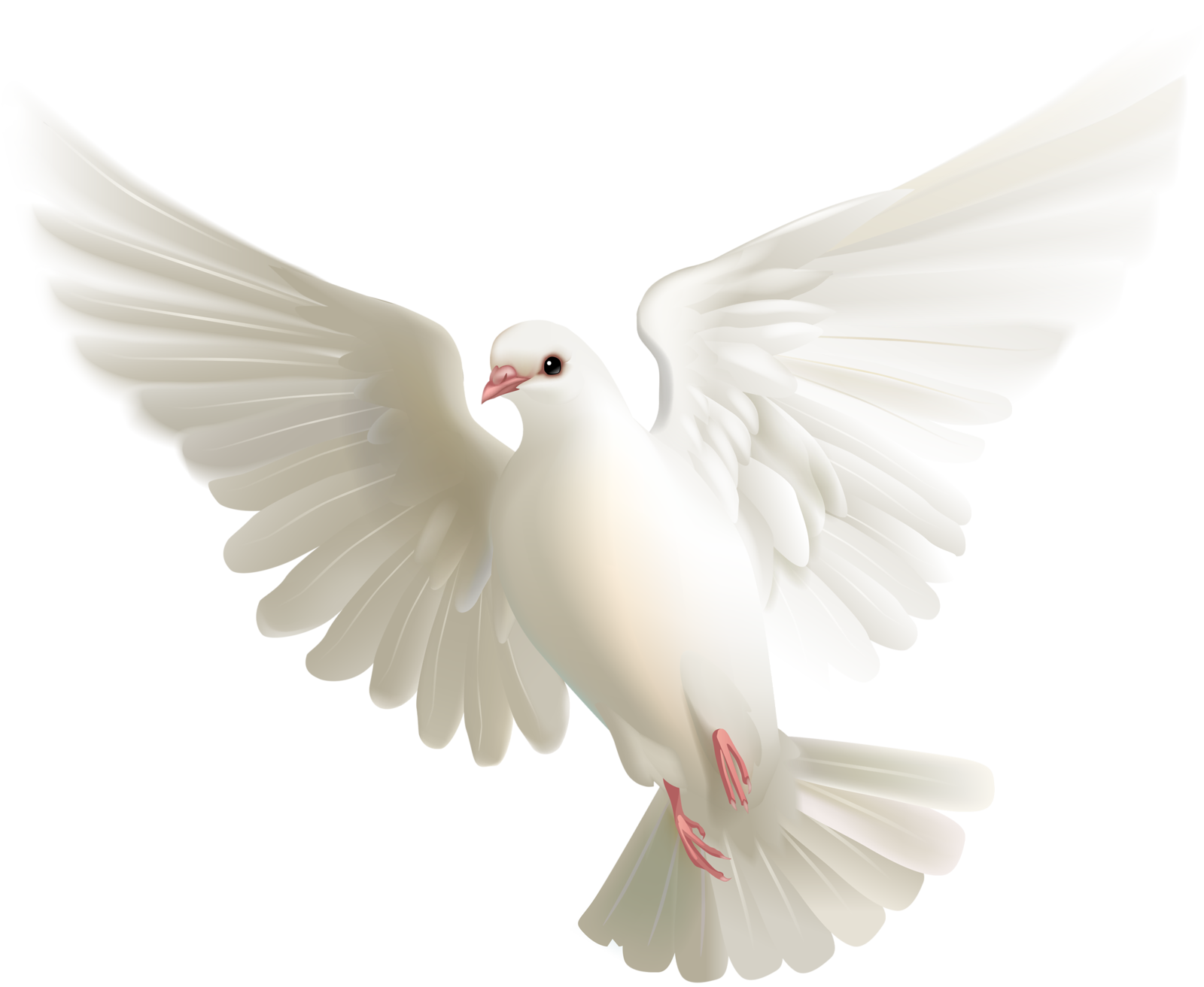 Pic White Peace Pigeon Transparent PNG Image