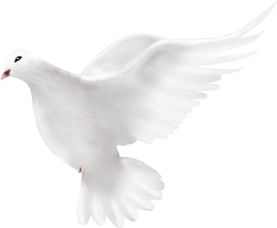 White Peace Pigeon Transparent PNG Image