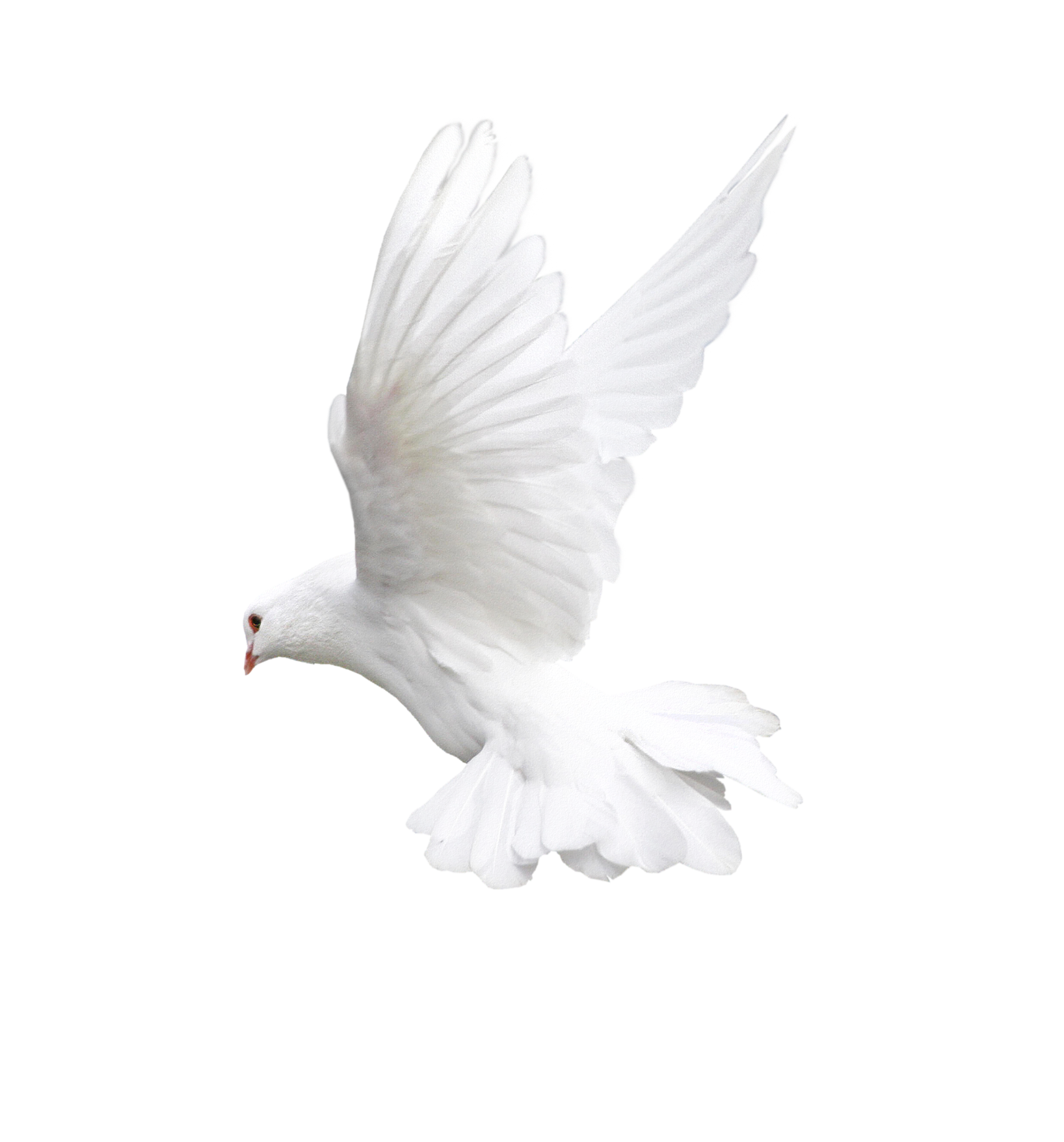 White Peace Pigeon Transparent PNG Image