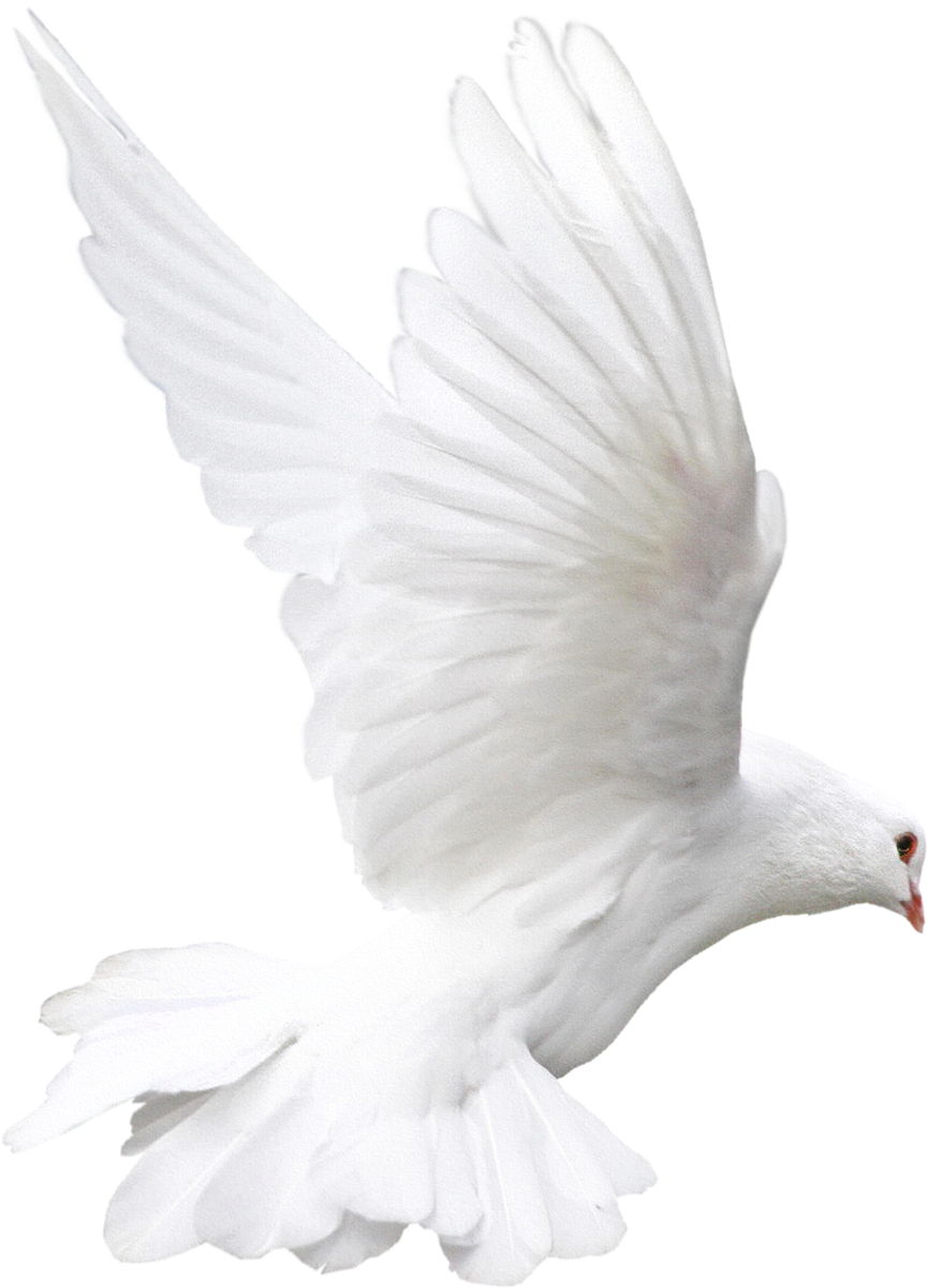 White Flying Pigeon Transparent PNG Image