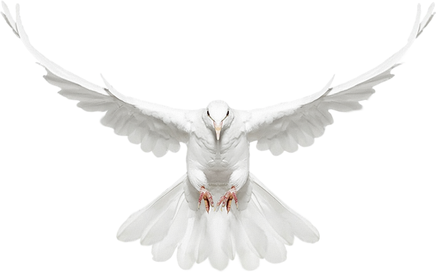 White Flying Pigeon Transparent PNG Image