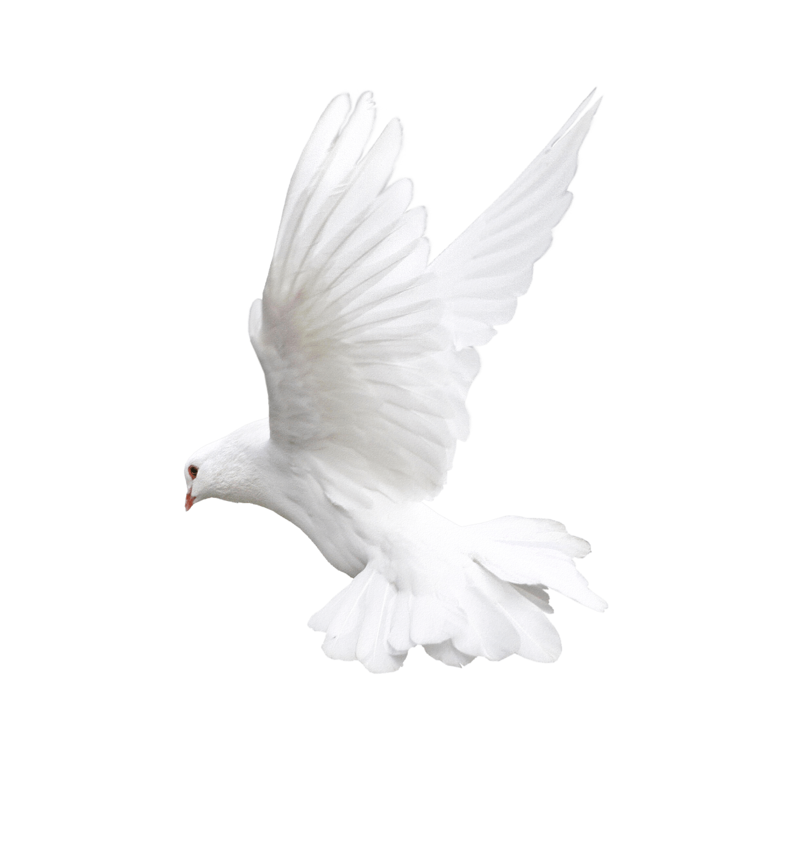 White Flying Pigeon File Transparent PNG Image