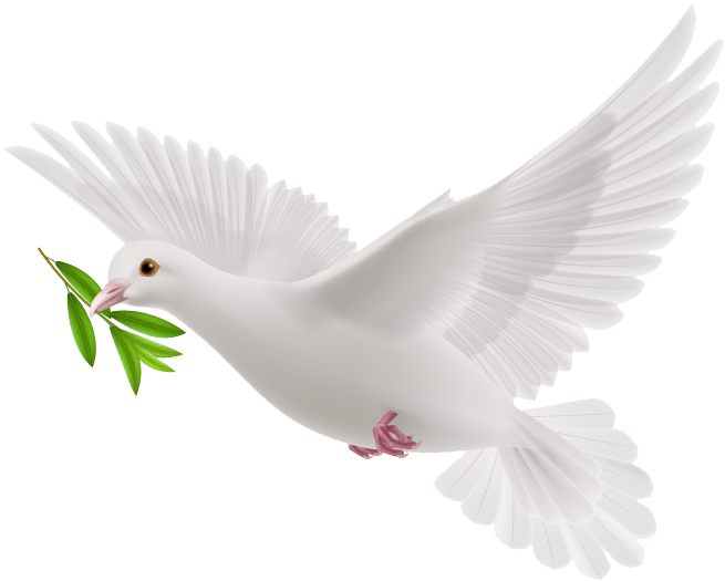White Flying Pigeon Transparent PNG Image