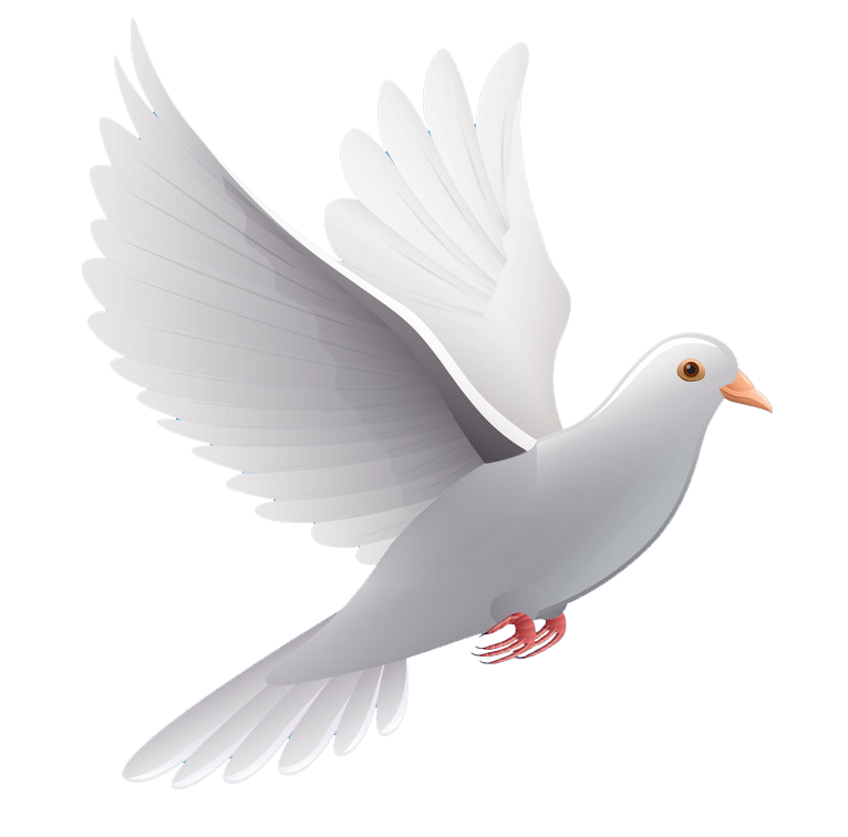 White Peace Pigeon Transparent PNG Image