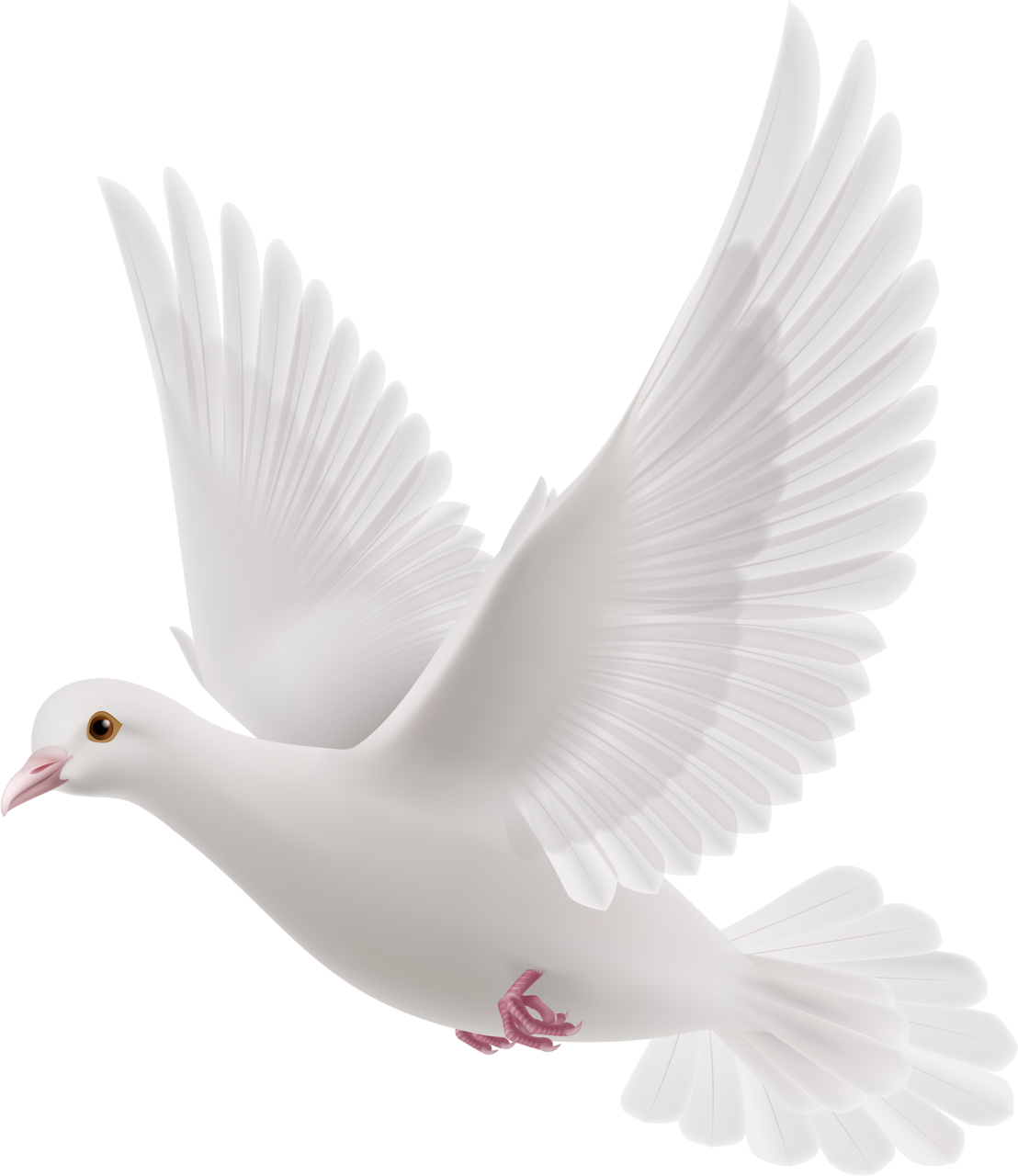 White Peace Pigeon Transparent PNG Image