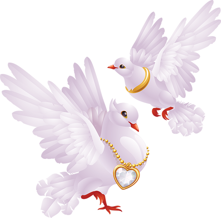 White Peace Pigeon Transparent PNG Image