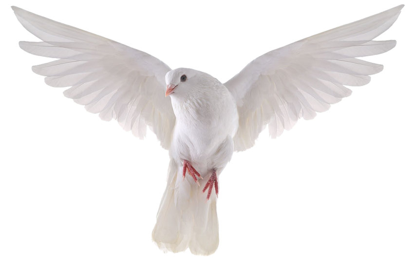 White Peace Pigeon Transparent PNG Image