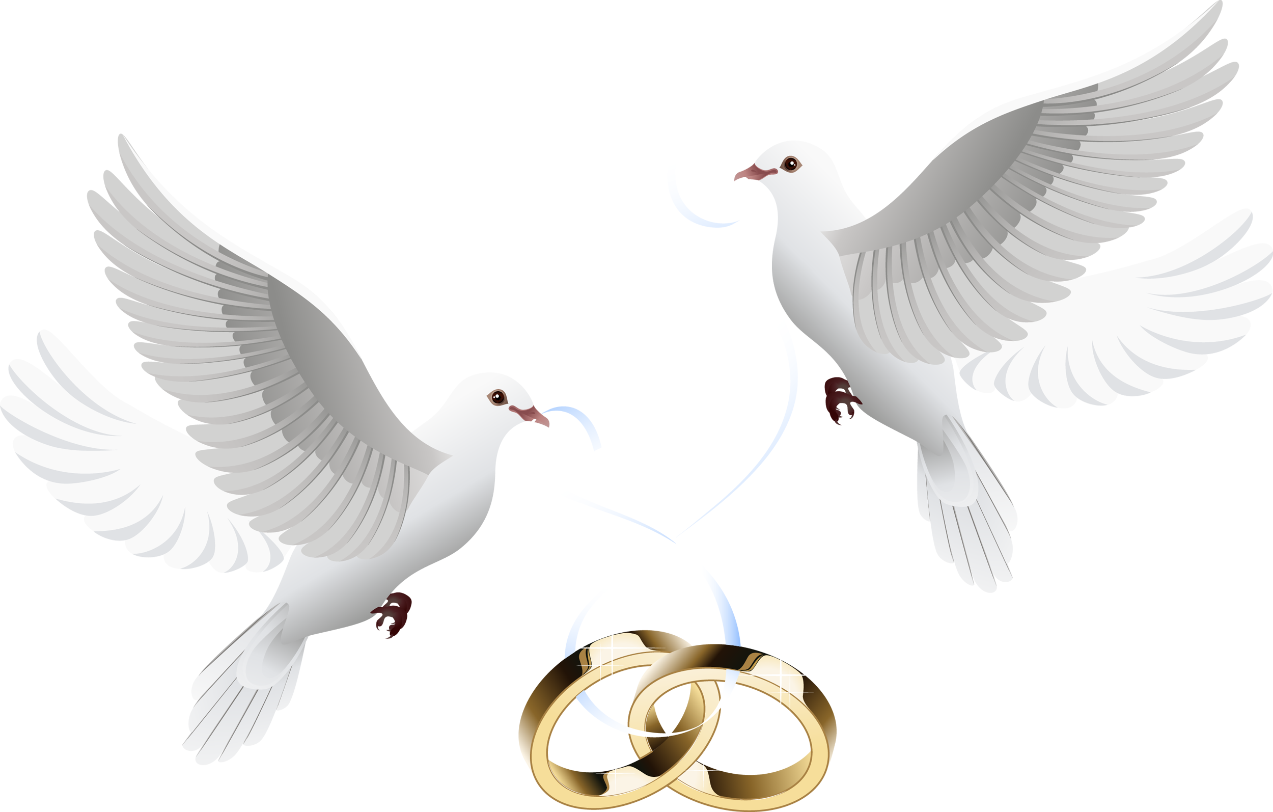 Love Pigeon Wedding Transparent PNG Image