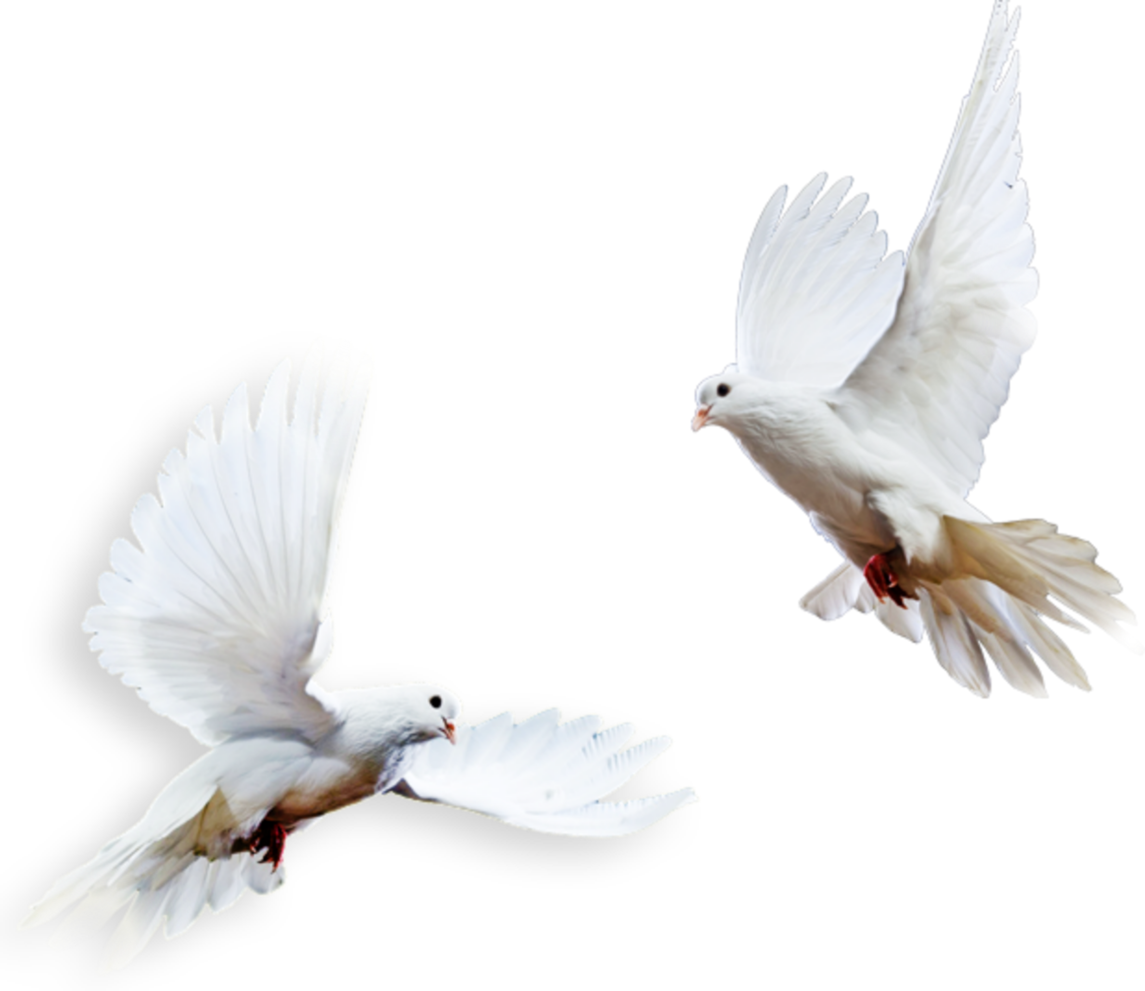 Pigeon Wedding Transparent PNG Image