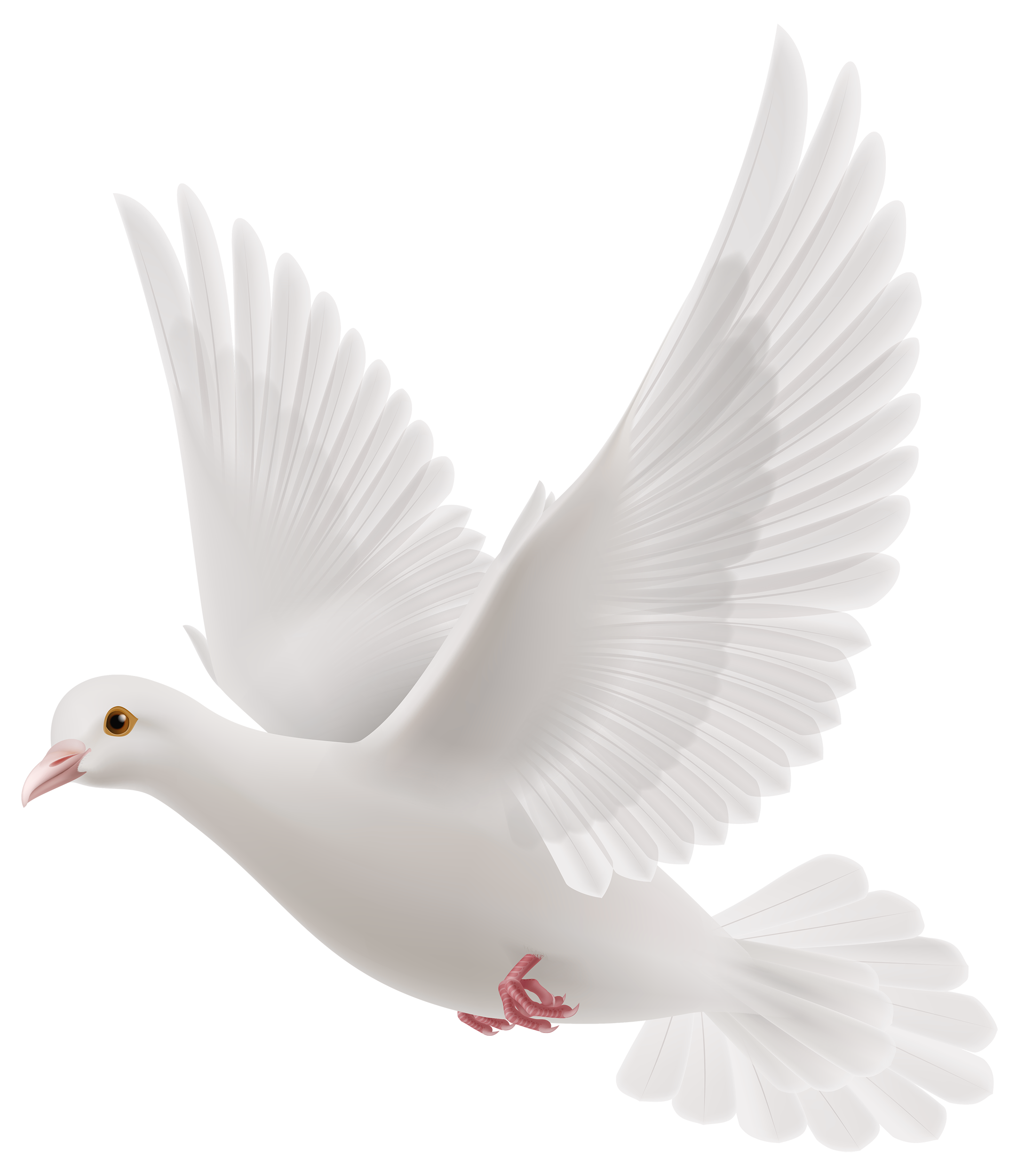 Dove White Pigeon Transparent PNG Image