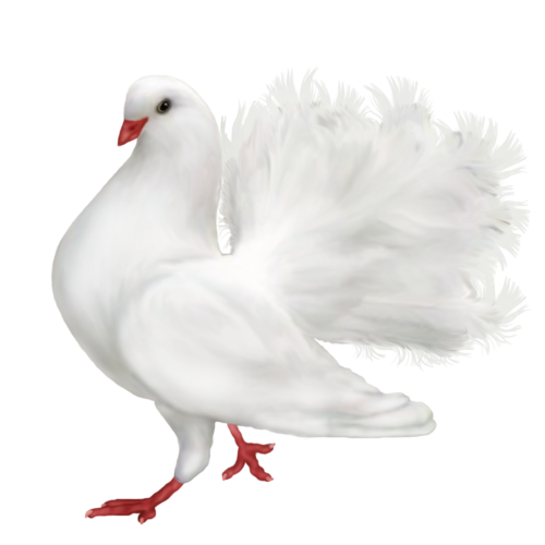 Dove White Pigeon Transparent PNG Image