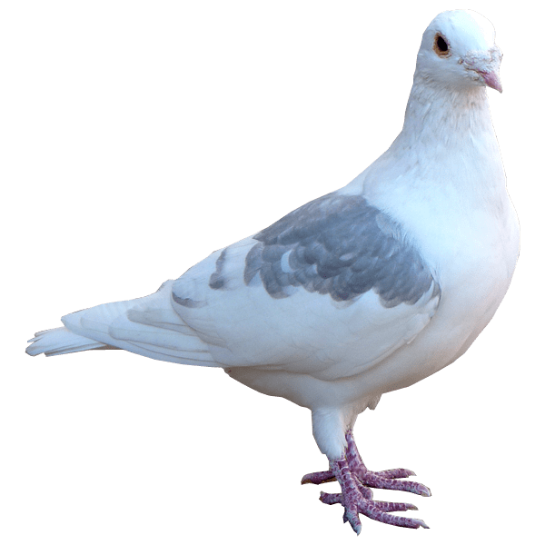 Dove White Pigeon Transparent PNG Image
