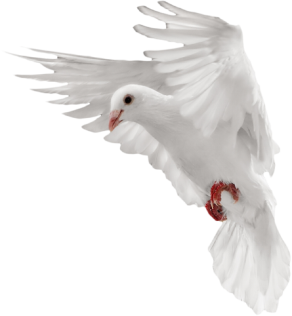 Dove White Pigeon Transparent PNG Image