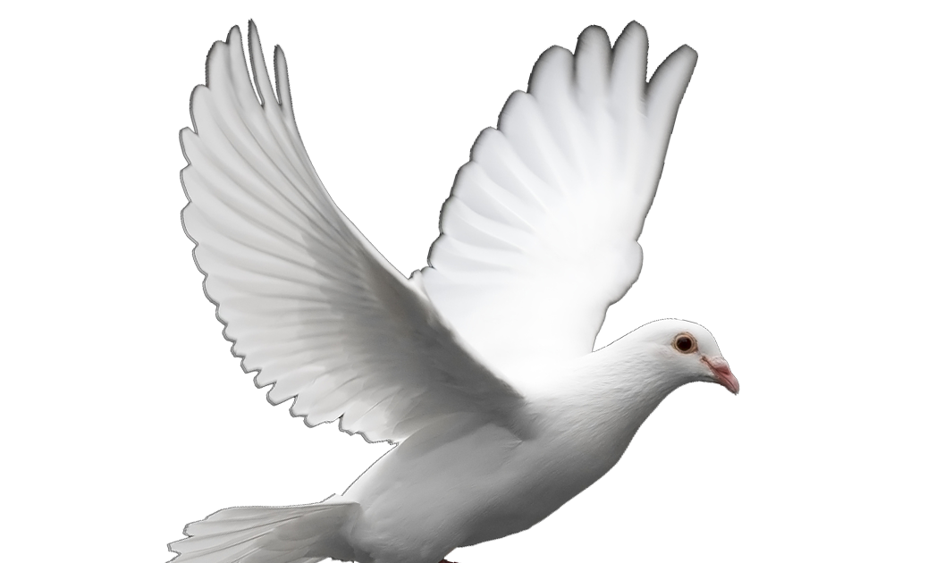 Dove White Pigeon Transparent PNG Image