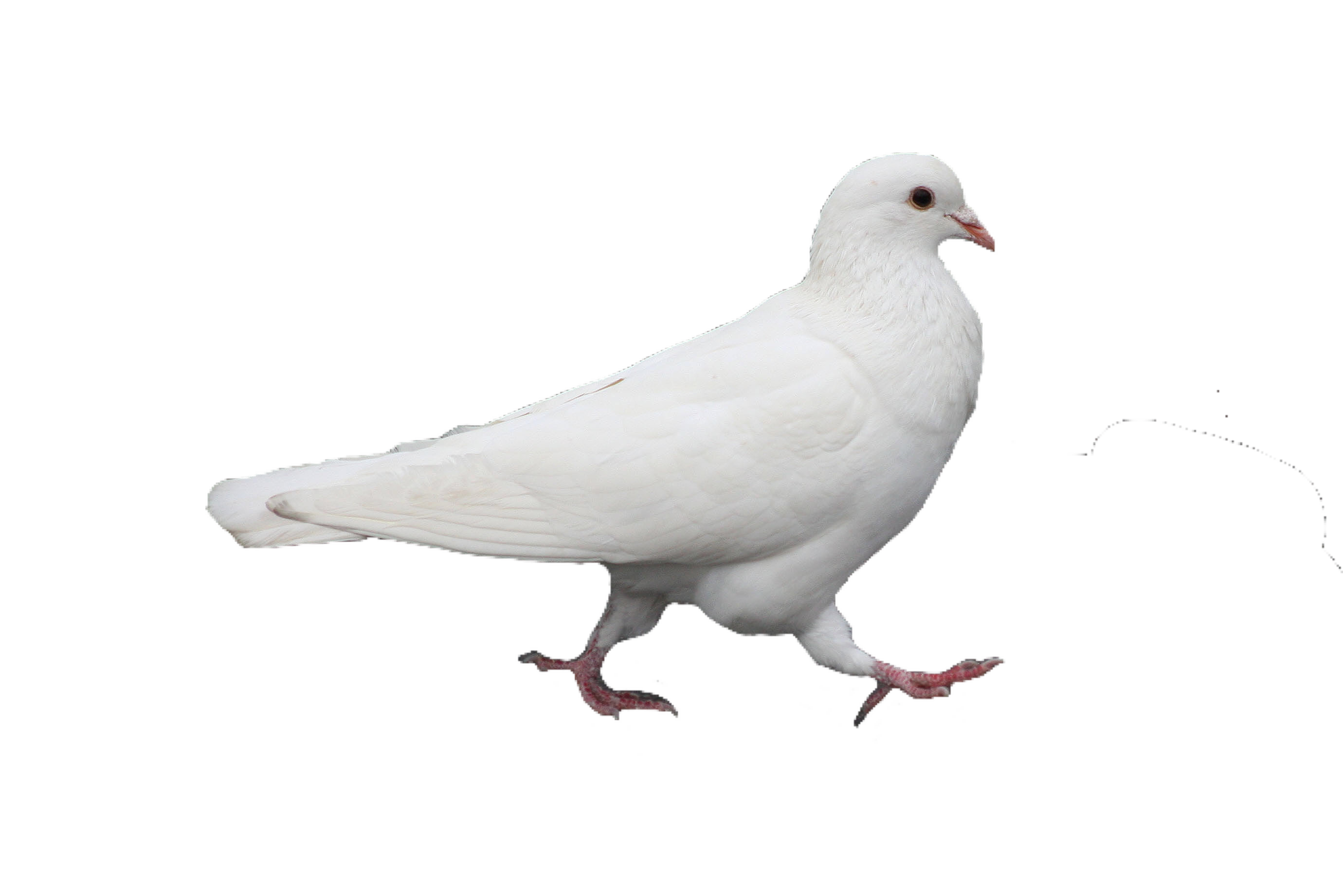 White Pigeon Transparent PNG Image