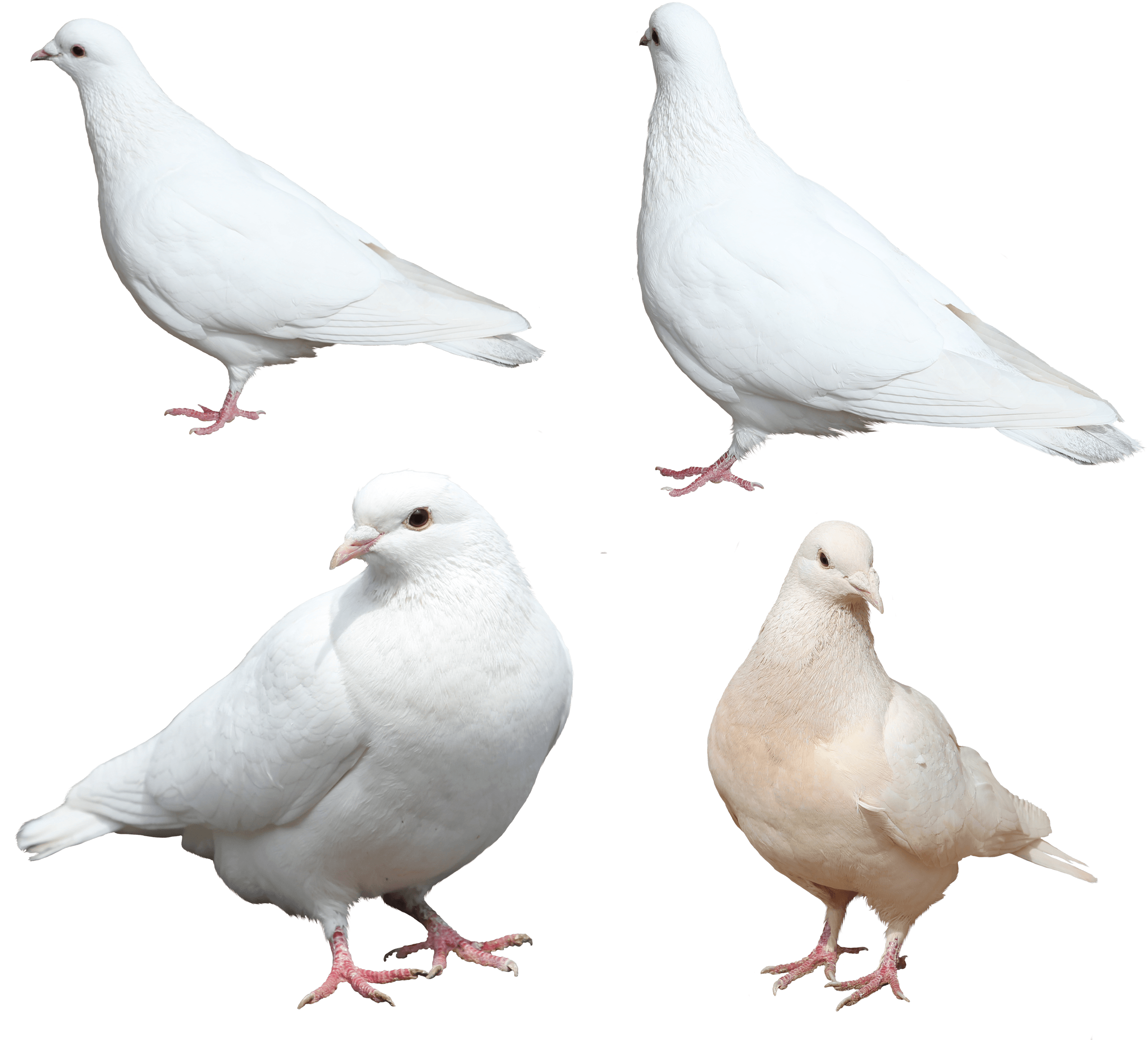 White Pigeon Transparent PNG Image
