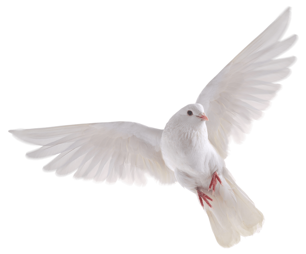 White Pigeon File Transparent PNG Image