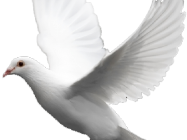 White Pigeon Transparent PNG Image