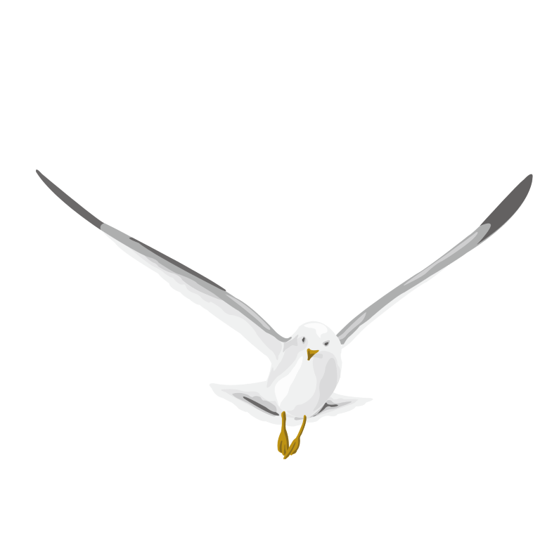 White Pigeon Transparent PNG Image