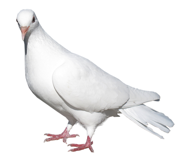 White Pigeon Transparent PNG Image