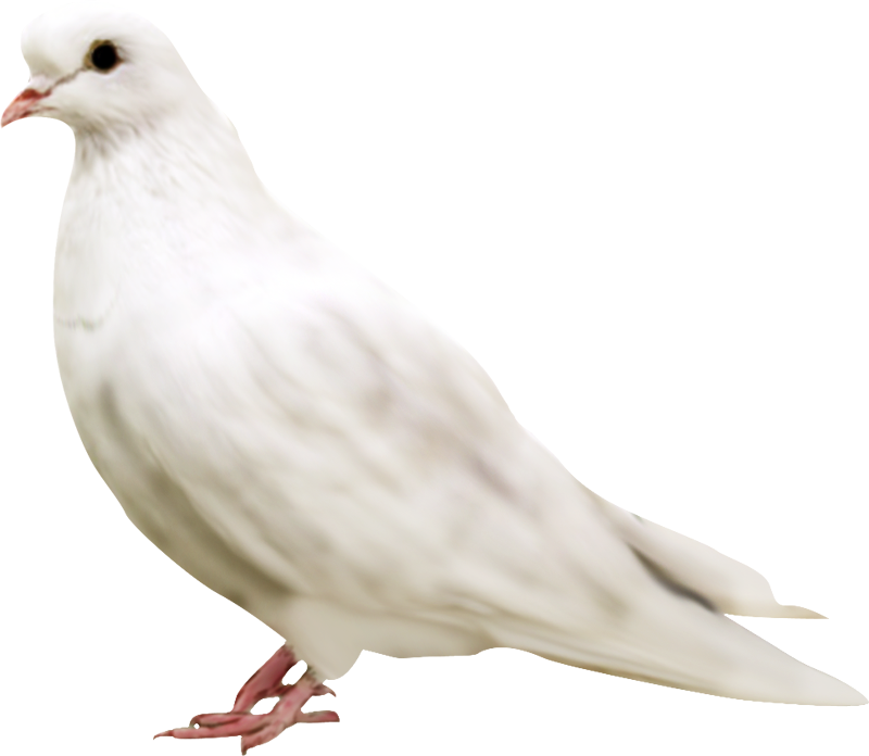White Pigeon Transparent PNG Image