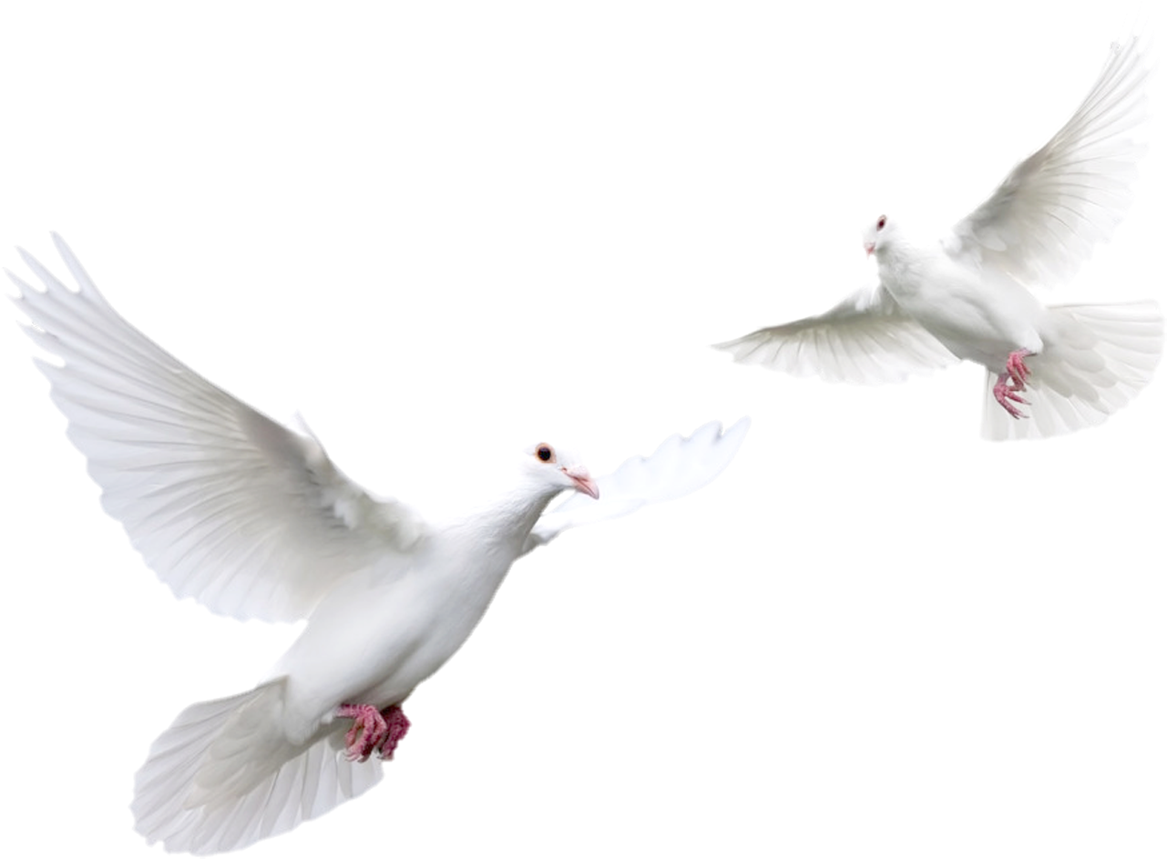 White Pigeon Transparent PNG Image