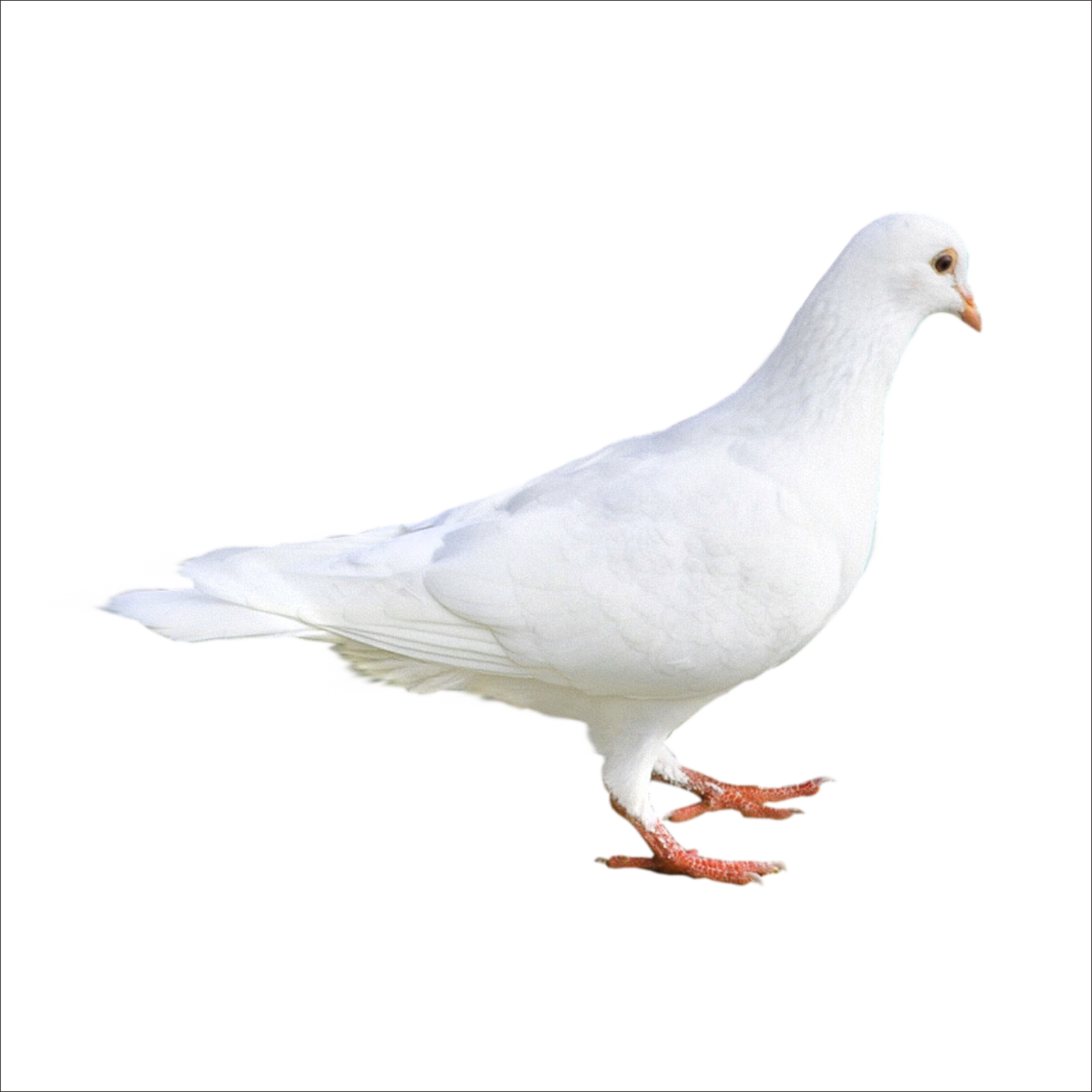 White Pigeon Transparent PNG Image