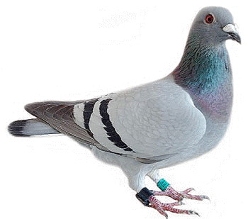 Pigeon Transparent PNG Image