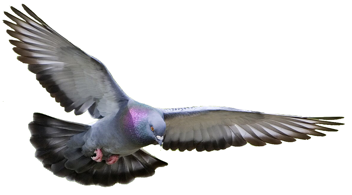 Pigeon Transparent PNG Image
