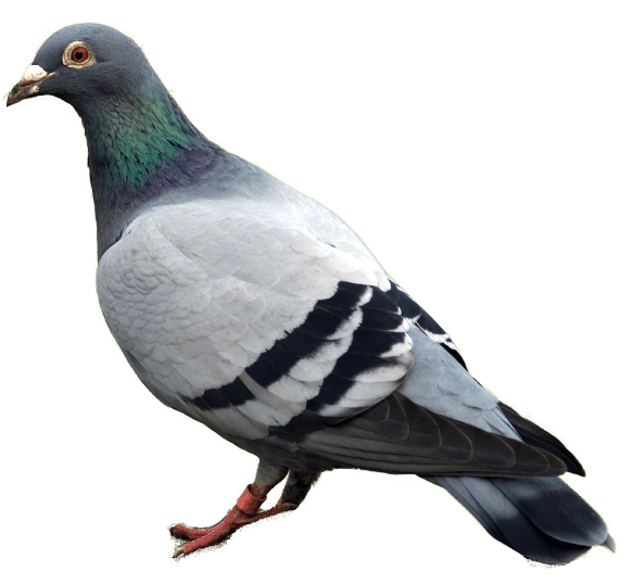 Pigeon Transparent PNG Image