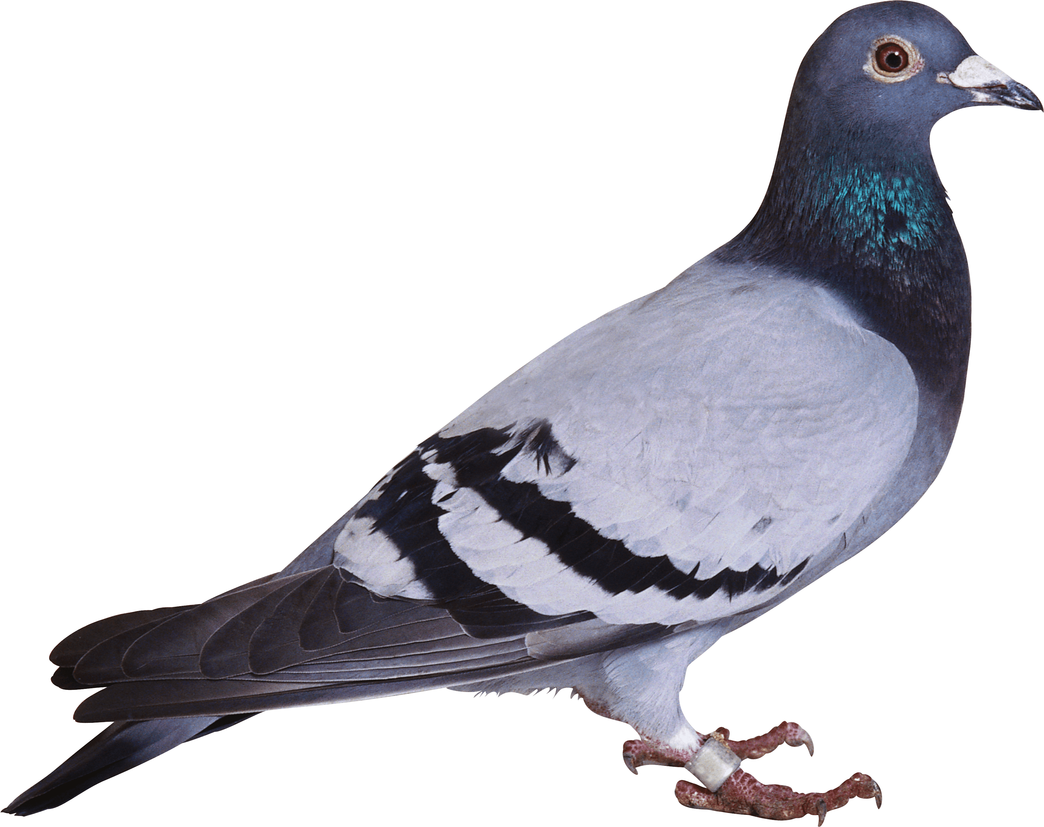 Pigeon Transparent PNG Image