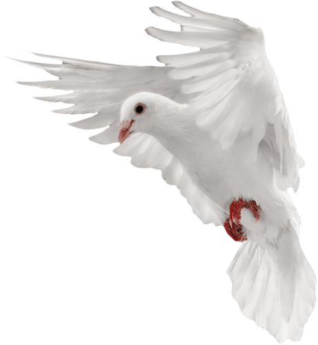White Flying Pigeon Transparent PNG Image
