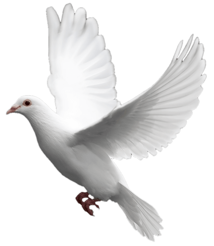 White Flying Pigeon Transparent PNG Image