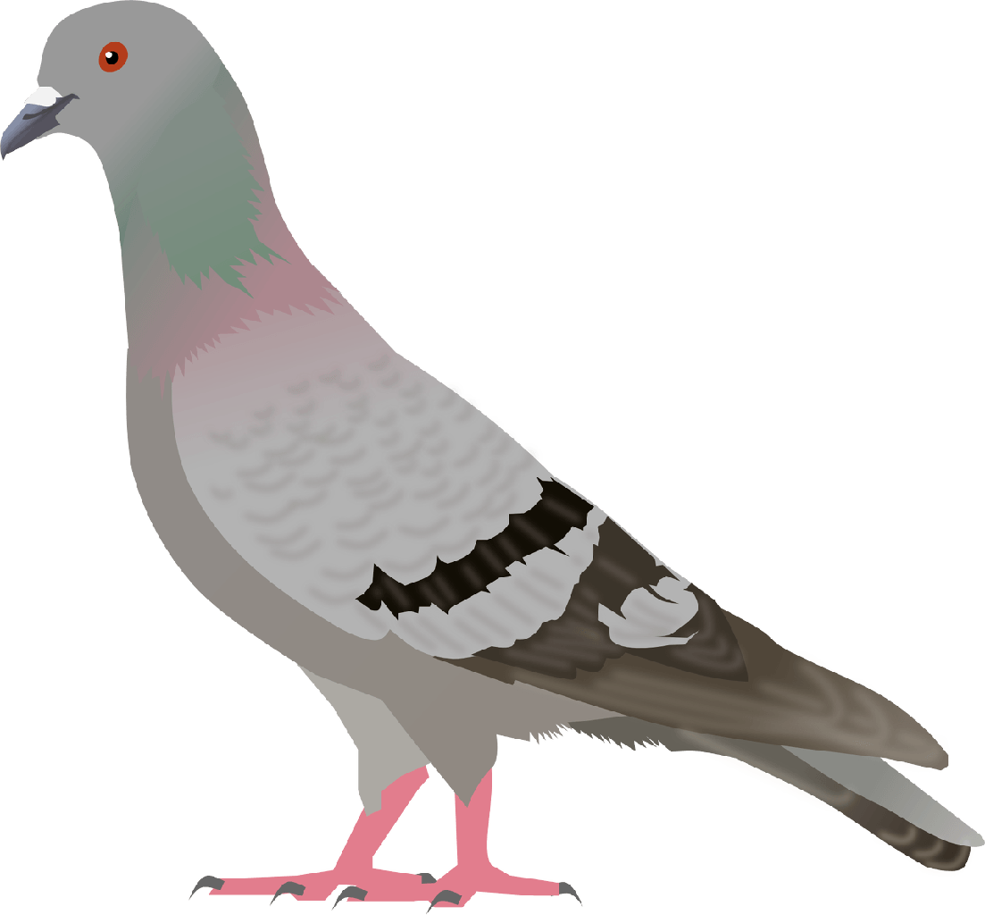 Pigeon Transparent PNG Image