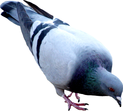Pigeon File Transparent PNG Image