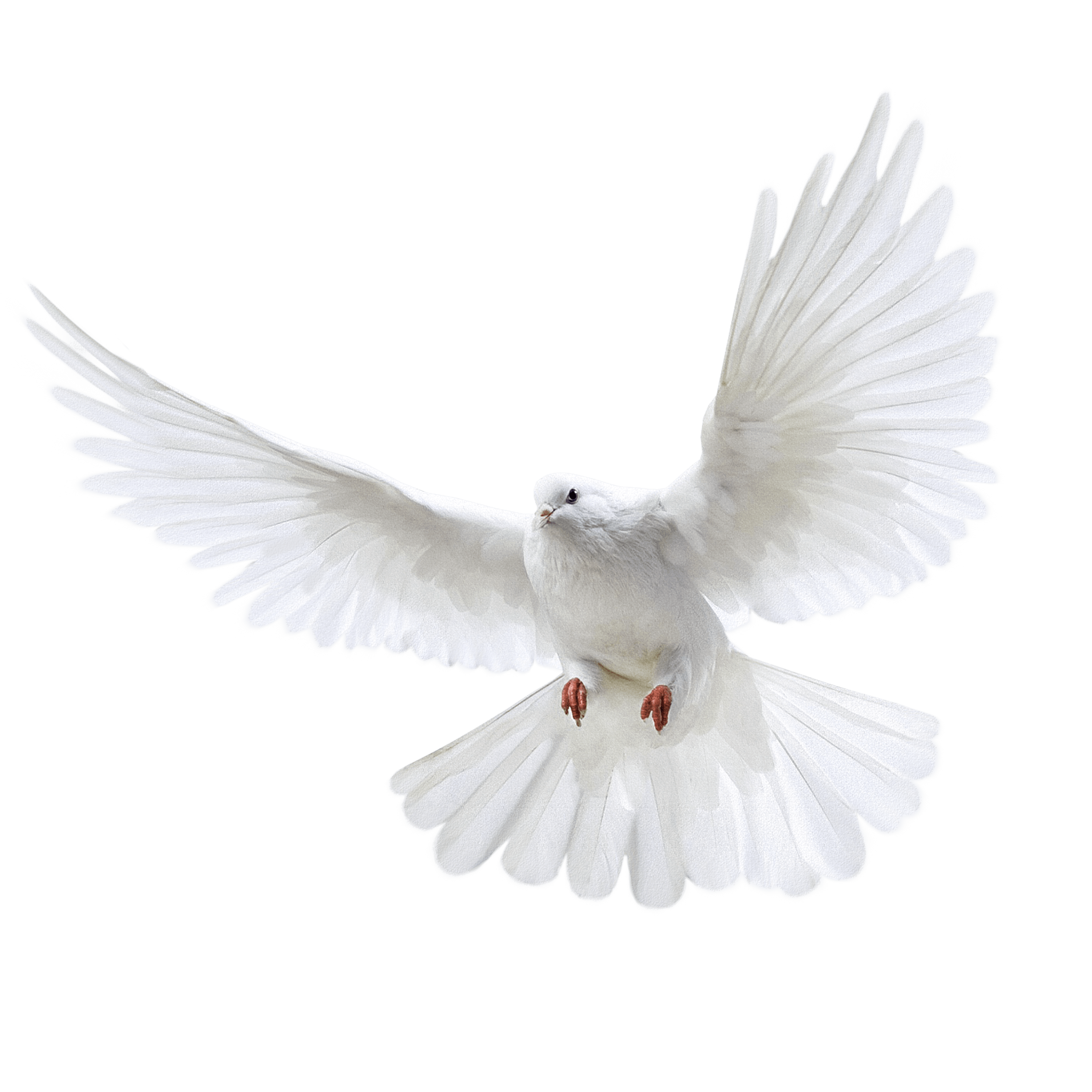 White Flying Pigeon Transparent PNG Image