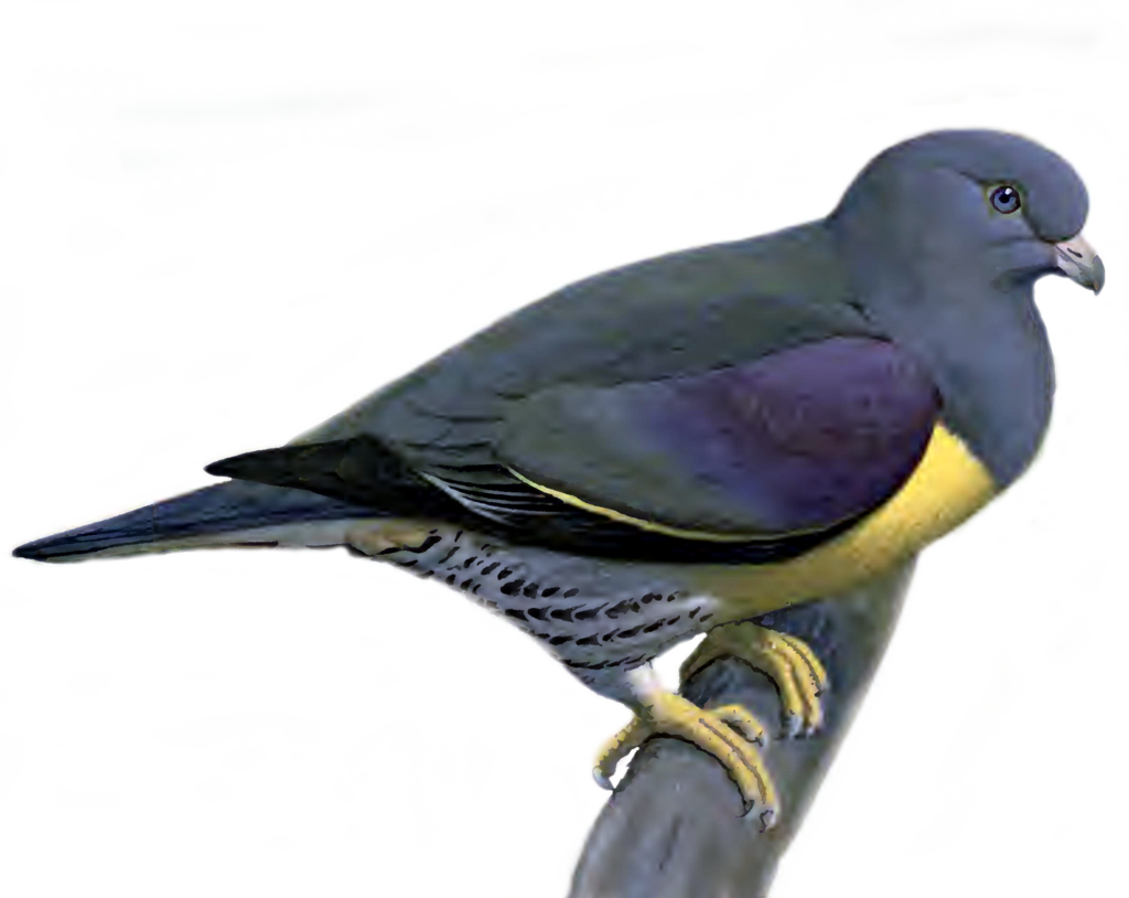 Pigeon Transparent PNG Image