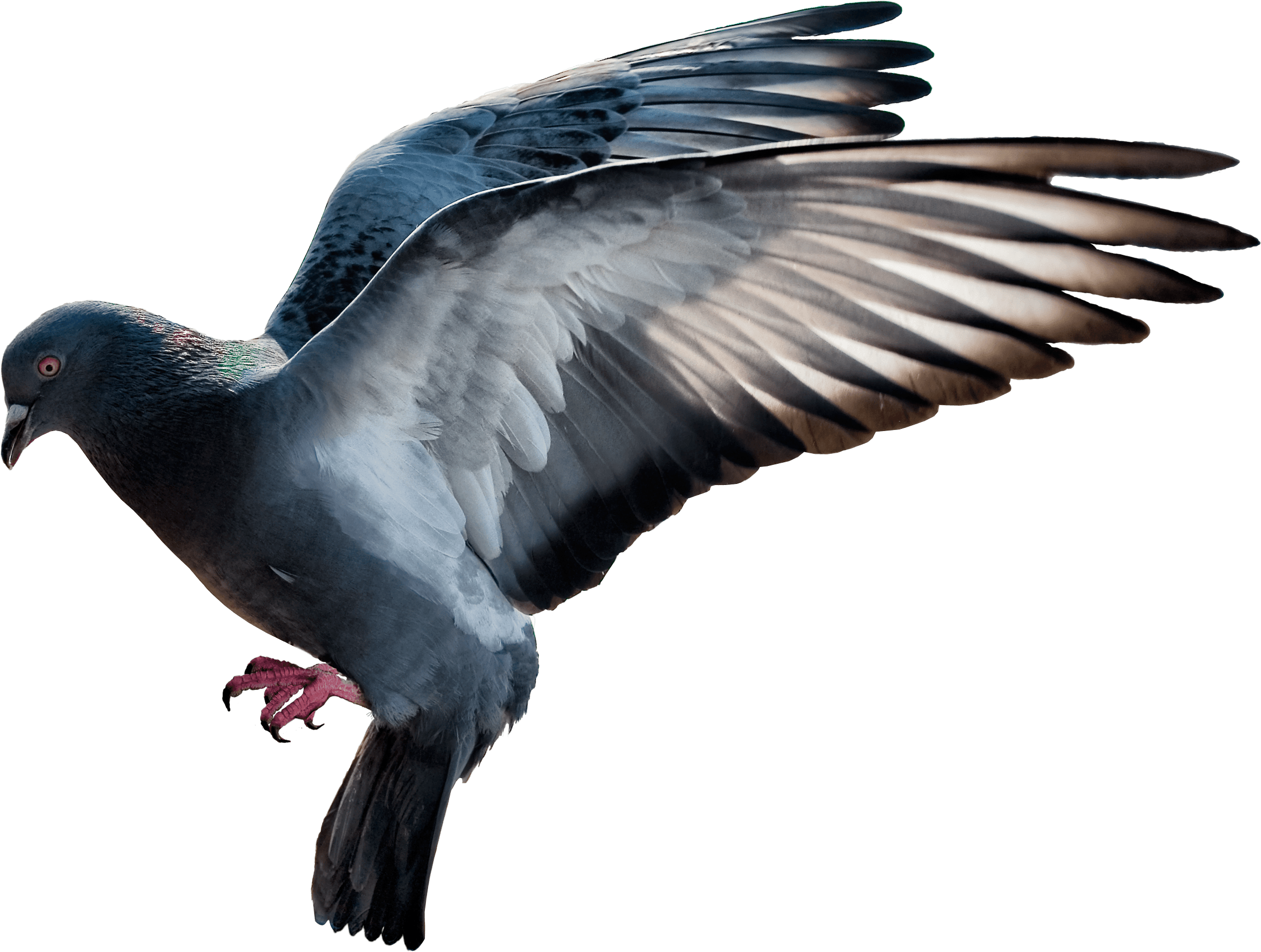 Pigeon Transparent PNG Image