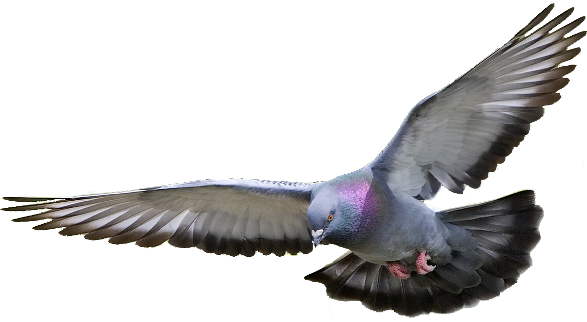 Pigeon Transparent PNG Image
